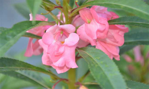 凤仙花的生长条件