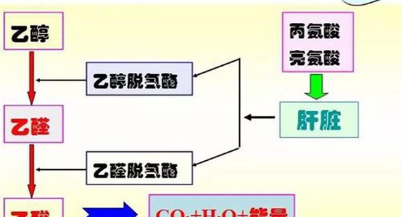 饮酒后酒精的分解与排泄过程