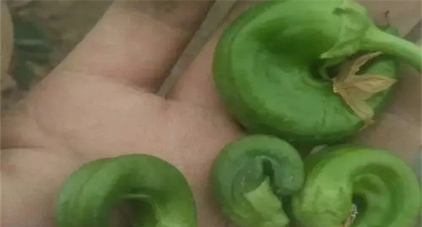 辣椒畸形果是怎样造成的