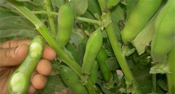 蚕豆病虫害有哪些 蚕豆病虫害防治技术要点