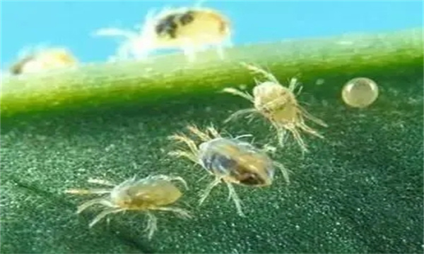 苹果树上常见的害螨主要有哪些