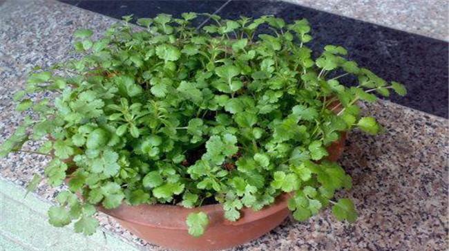 阳台香菜的种植时间
