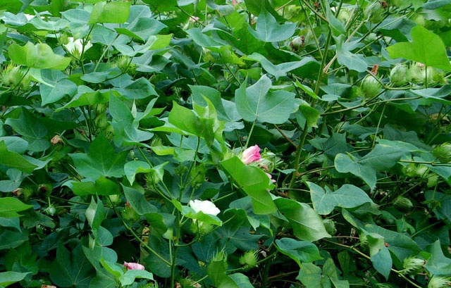 棉花