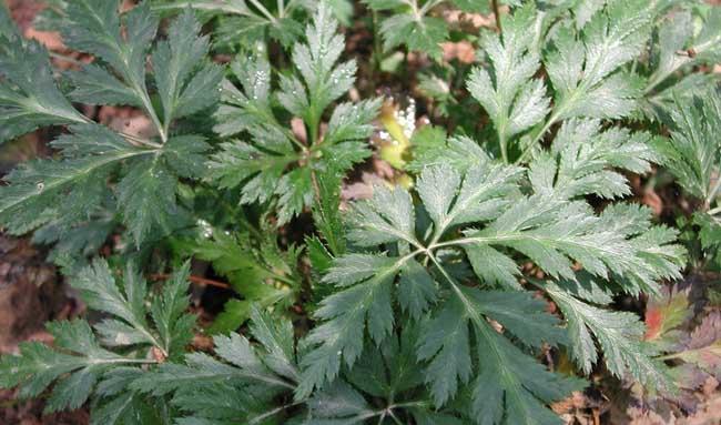 黄连种植方法