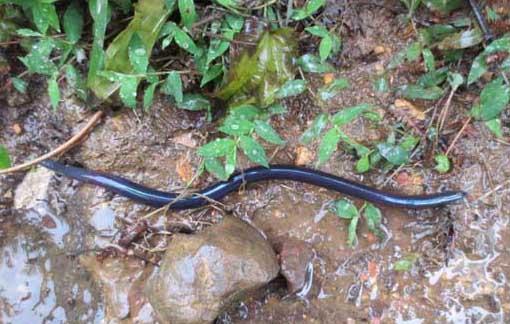 蚯蚓吃什么食物 蚯蚓的养殖技术