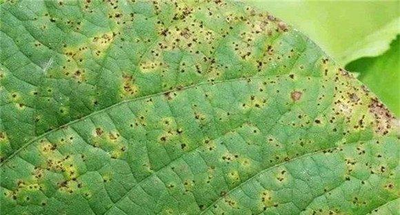 菜豆锈病症状特点
