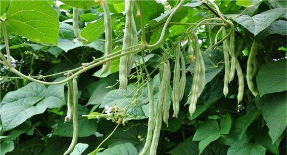 菜豆锈病的防治方法
