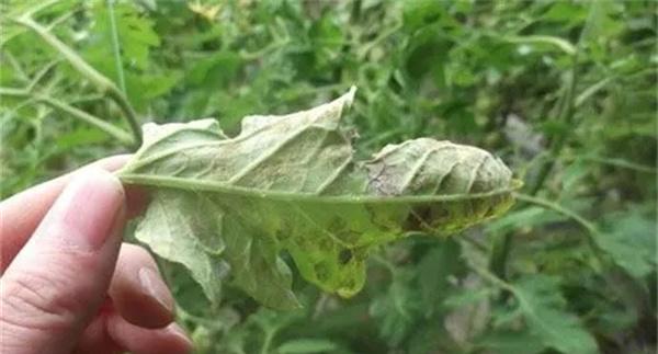 如何利用几种简单生物防治剂防治蔬菜病虫害