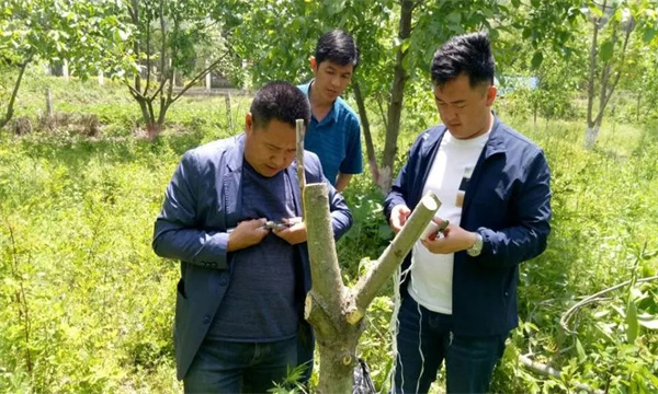 核桃高接换种后如何管理
