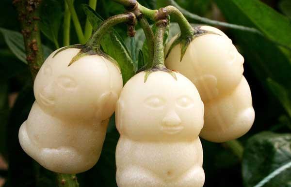 人参果种植管理方法