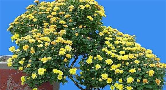 悬崖菊栽培