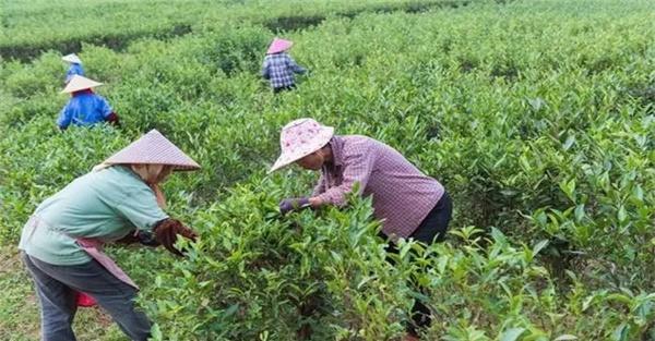 如何对采种茶园进行管理