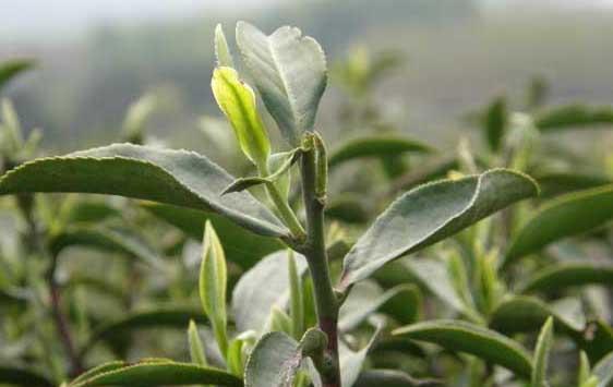 茶树病虫害防治技术