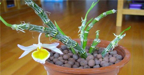 白兰花的养殖方法
