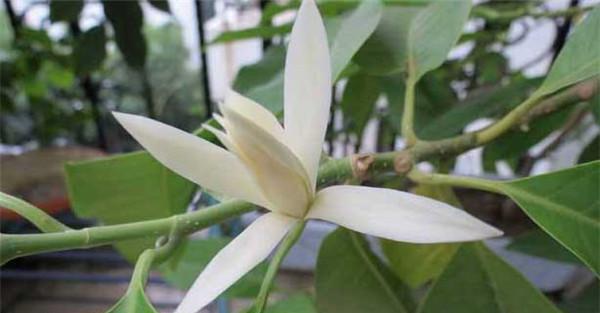 白兰花