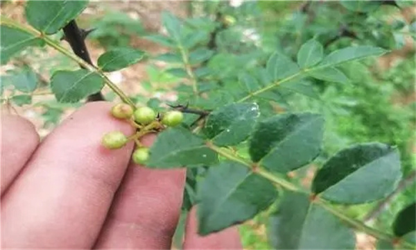 花椒病虫害综合防控方案