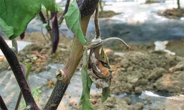 怎么防治大棚茄子菌核病