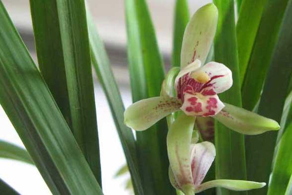 兰花养殖方法