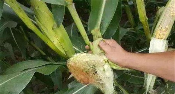 玉米畸形穗什么原因造成的