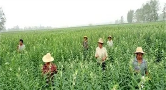 芝麻施肥技术要点