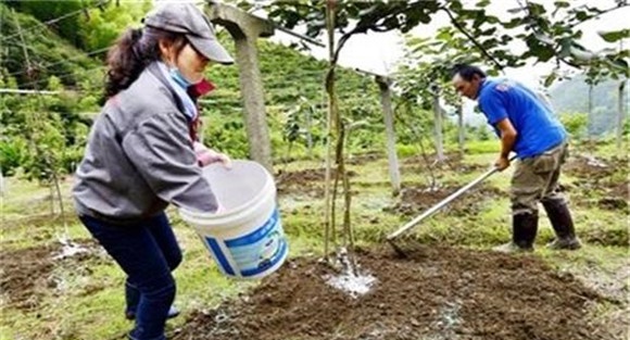 猕猴桃的施肥时间
