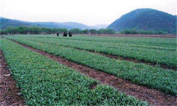 贝母的种植方法和技术要点