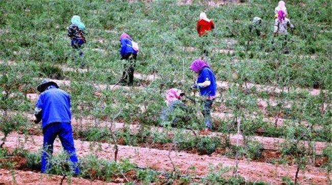 枸杞的施肥量如何掌握