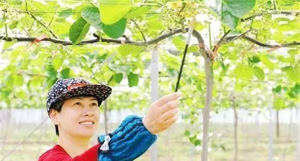 果树设施栽培怎样提高坐果率