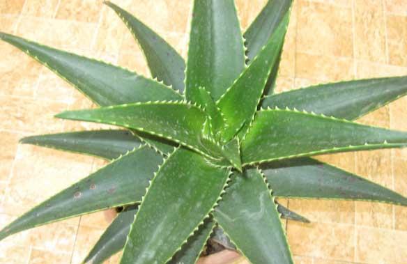 芦荟怎么浇水?图片