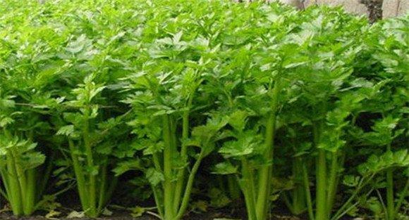 西芹定植一亩地多少棵