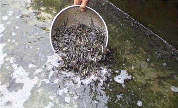 培育鱼苗、鱼种的方法