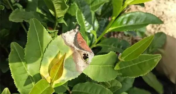 茶树病虫害的农业防治、物理防治与生物防治方