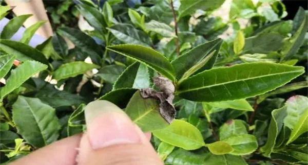 茶树病虫害物理防治