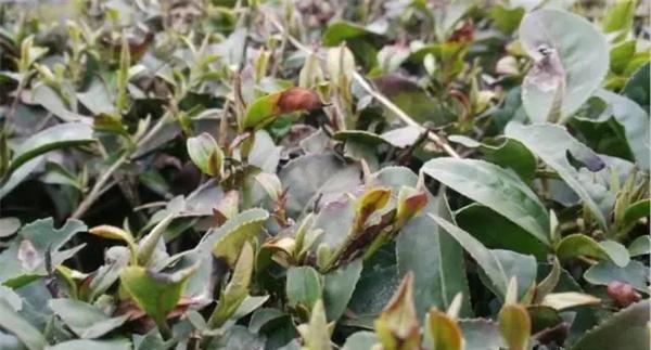 茶树病虫害生物防治
