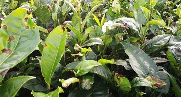 茶树病虫害防治技术