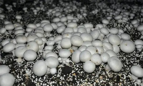 中后期通风发菌