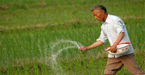 氮肥怎么施最好