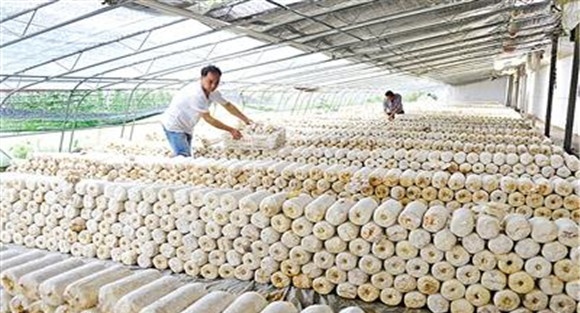 目前食用菌行业前景如何