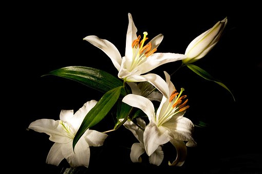 怎样保存芹菜