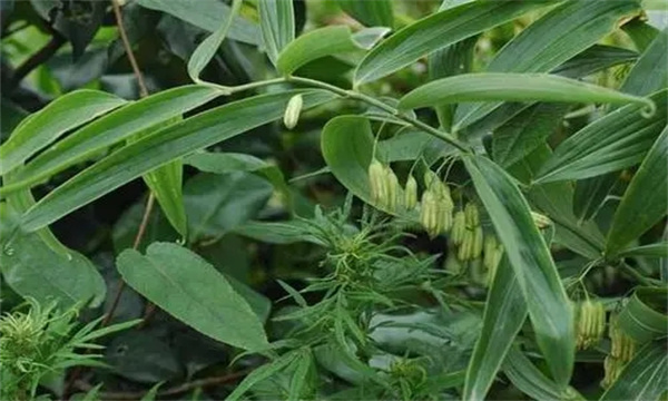 中药黄精的形态特征简介