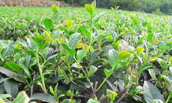 茶树种植技术