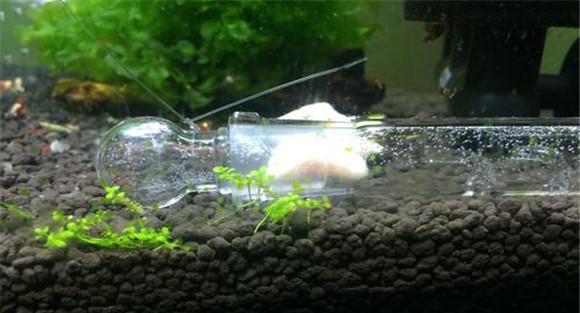 涡虫对鱼缸有害吗