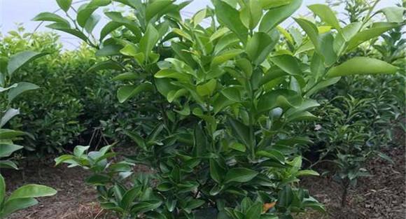 金桔的栽植时间