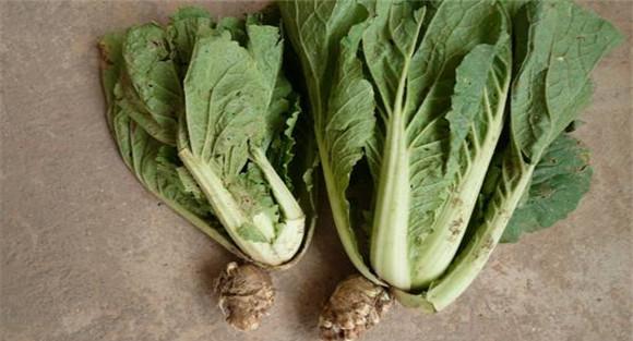 大白菜根肿病治疗