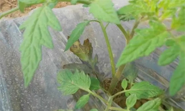 番茄早疫病的症状表现