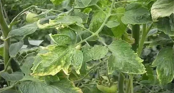 番茄氮素为什么会过剩