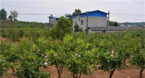 冬枣种植园地的选择