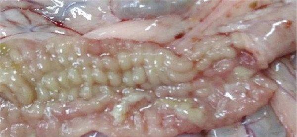羊副结核病的病理变化