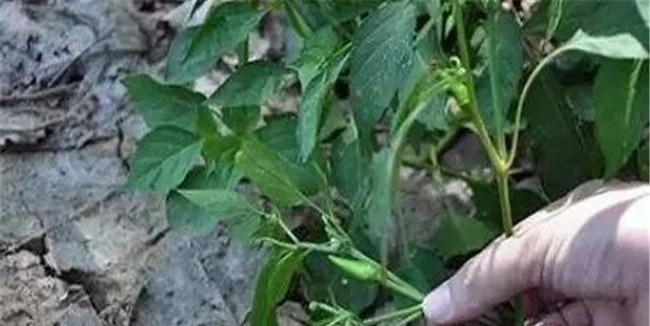 辣椒生长不良原因有哪些