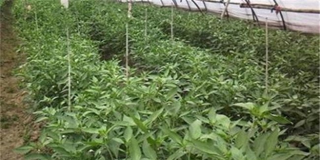 辣椒生长不良的解决方法